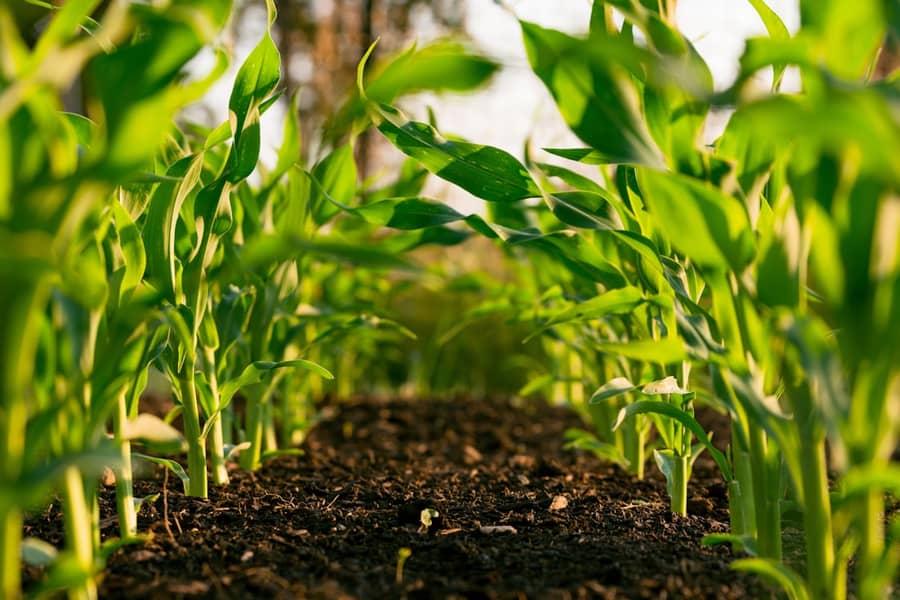 Plantation